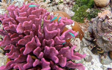 coral reef living  nonliving francesc blanca