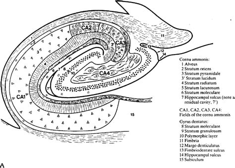 hippocampal morphology  cytoarchitecture  diagram   transverse