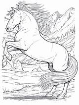 Pferde Ausmalbilder Ausmalen Malvorlagen Drucken Horse Kinder sketch template