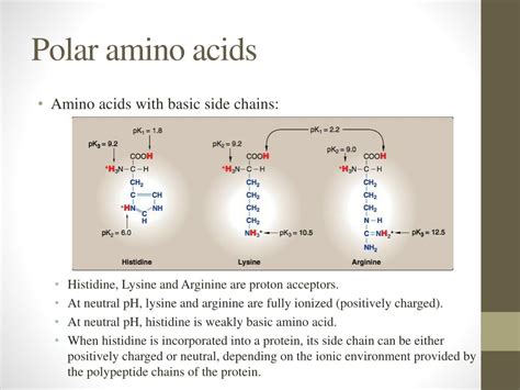 amino acids powerpoint    id