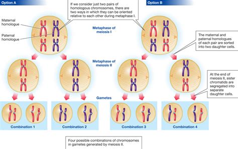28 Which Diagram Shows A Homologous Chromosome Pair That Has