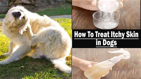 treat itchy skin  dogs home remedies  itchy skin  dogs