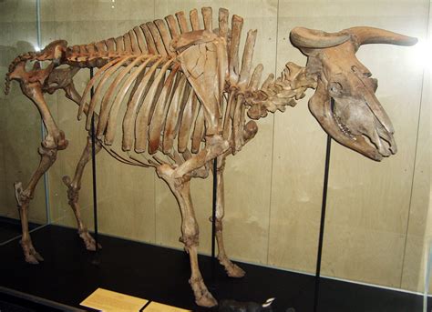 dna find reveals  insights   history  cattle  europe