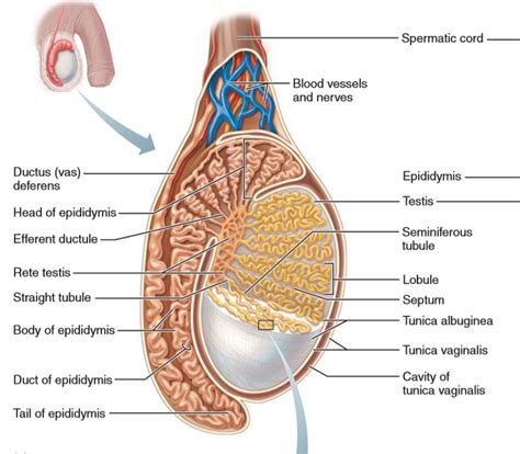 15 best chapter 27 the male reproductive system images on