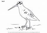 Woodcock Drawing American Draw Step Necessary Improvements Finish Make Tutorials Birds Drawingtutorials101 sketch template