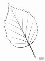 Birch Leaf Coloring sketch template