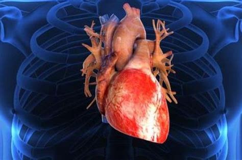 bagian bagian jantung  fungsinya berikut gambar organ manusia