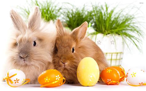 bunnies  eggs  easter day  fanpop friends   wallpaper