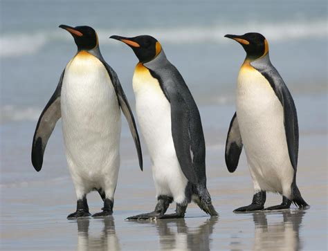 penguin  biggest animals kingdom