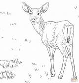 Deer Coloring Pages Mule Female Tailed Printable Tail Color Template Getcolorings Drawing Supercoloring Print Colorings Popular sketch template