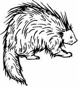 Porcupine Pages Coloring Printable Drawing Cape Color Supercoloring Book Clipart Line Porcupines Kids Animals Preschool Clipartmag sketch template