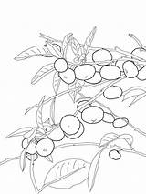 Coloring Pages Tangerine Mandarin Fruits Kids Recommended Print Color sketch template
