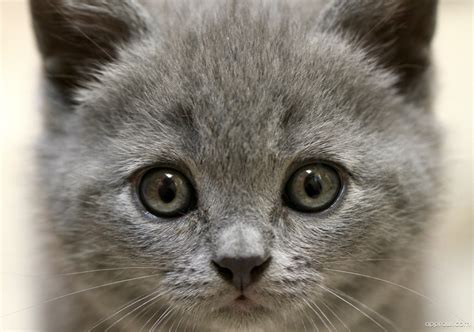 cute grey kitten wallpaper  cat hd wallpaper appraw