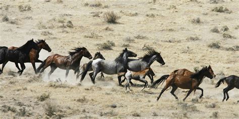 lethal measures  table  controlling wild horse herds williams