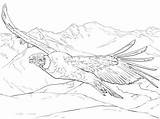 Condor Andean Coloring Printable Pages Flying Choose Board sketch template