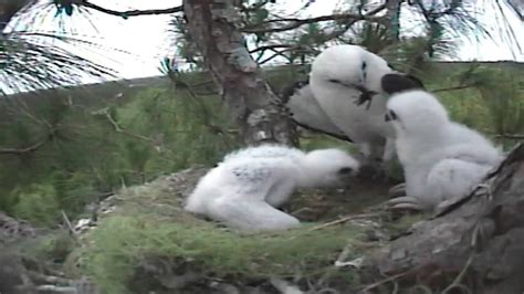 swallow tail kites feed 14 day old chicks youtube