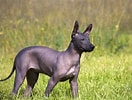 Bilderesultat for Meksikansk nakenhund. Størrelse: 132 x 100. Kilde: www.bil-jac.com