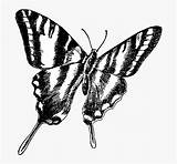 Longwing Swallowtail sketch template
