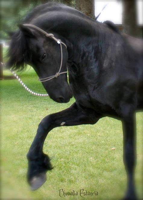 friesian   horse breed originating  friesland netherlands horses horse breeds