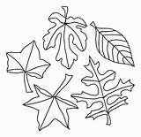Basswood Leaf Abstract Coloring Clipart Clipground sketch template