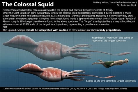 colossal squid  harry wilson  deviantart colossal squid