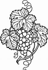 Coloring Grapes Sketch Branch sketch template