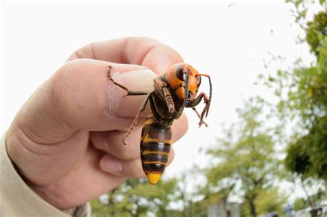 Murder Hornets The Asian Giant Hornet Has Arrived Bees Beware Vox
