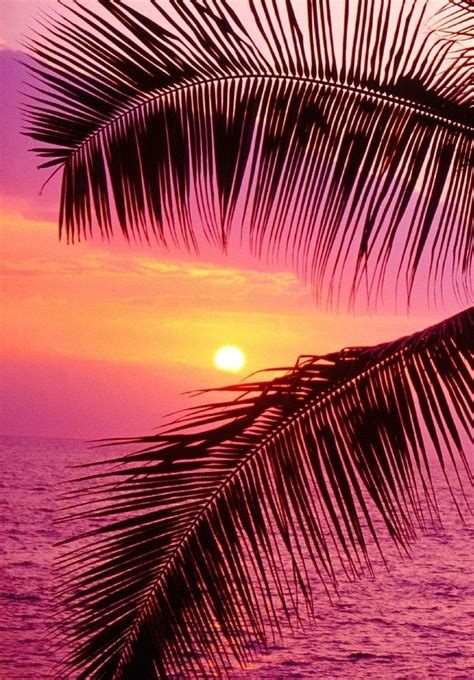 image result for pink palm development beautiful nature nature