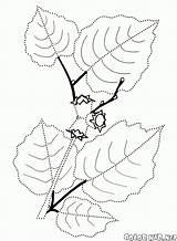 Orzech Laskowy Hazelnut Kolorowanka Noisette Avellana Frutas Colorkid Noz Obst Nocciola sketch template