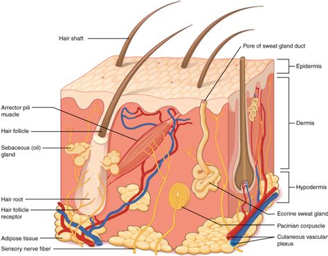 layers   skin fundamentals  anatomy  physiology