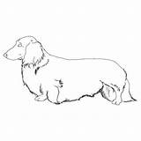 Dachshund Coloring Longhaired sketch template