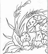 Cogumelos Riscos sketch template