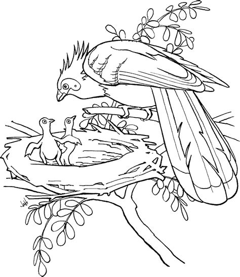 Bird Coloring Pages Free To Print 101 Coloring