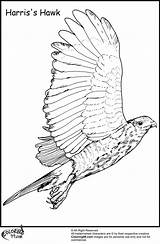 Coloring Pages Hawk Flying Bird Keep Print sketch template
