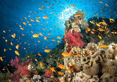 facts   ocean   marine life habitat