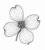 Coloring Dogwood Pages Getcolorings sketch template