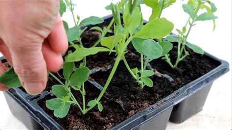 grow sweet peas  seeds  steps guide