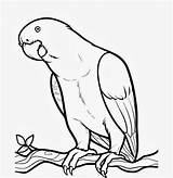 Drawing African Grey Parrot Coloring Pages Birds Bird Choose Board Cute sketch template