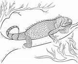 Iguana Coloring Pages Print sketch template