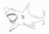 Shark Bull Coloring Pages Sharks Designlooter Kids Printable sketch template