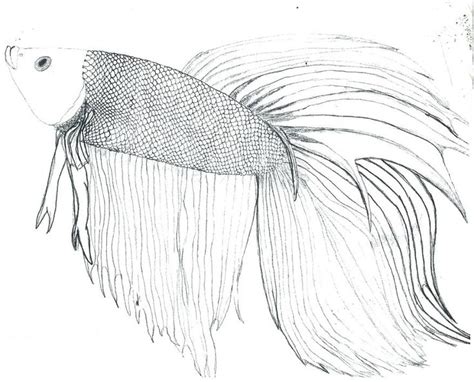 image result   printable betta fish fish coloring page animal