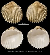 Afbeeldingsresultaten voor "acanthocardia Echinata". Grootte: 167 x 185. Bron: naturalhistory.museumwales.ac.uk
