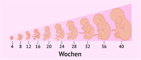 entwicklung des foetus