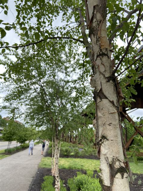 river birch capital trees