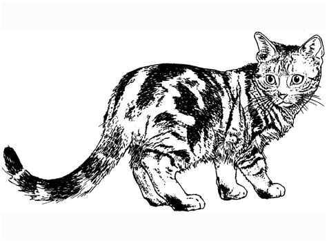 coloring realistic cat coloring pages cat color pages printable
