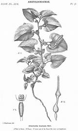 Aristolochia Aristolochiaceae Families sketch template