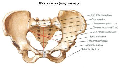 pelvis    anatomy structure function