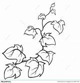 Ivy Vector Sketch Getdrawings sketch template