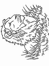 Felini Disegni Colorare Lion sketch template