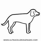 Cachorro Ultracoloringpages Perro Perrito Página Ando Komputer sketch template